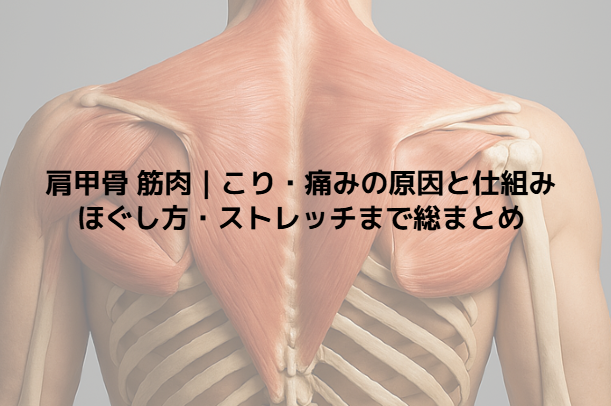 肩甲骨 筋肉|こり・痛みの原因と仕組み ほぐし方・ストレッチまで総まとめ - 整体ステーション