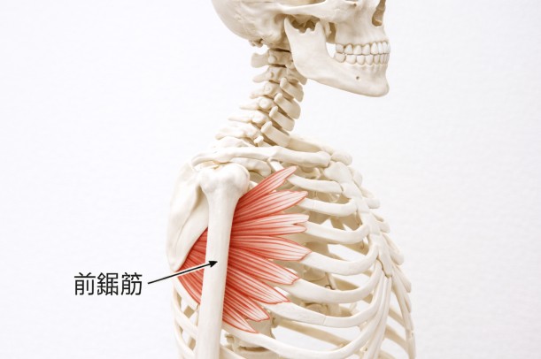 前鋸筋とは?位置・役割・肩甲骨との関係をわかりやすく解説 - 整体ステーション