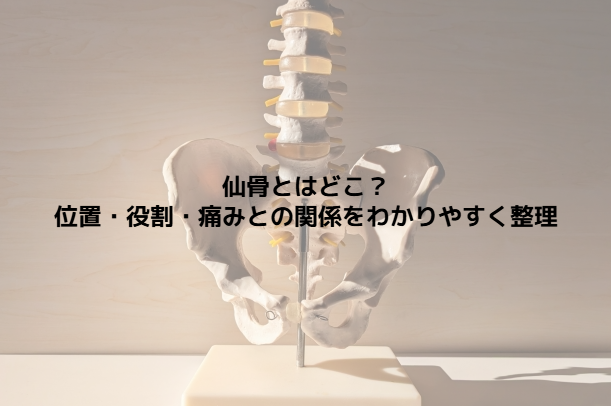 仙骨とはどこ?位置・役割・痛みとの関係をわかりやすく整理 - 整体ステーション
